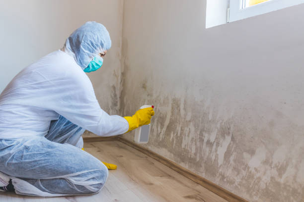 Licensed Black Mold Removal service in New Church, VA - WQB Mold Removal