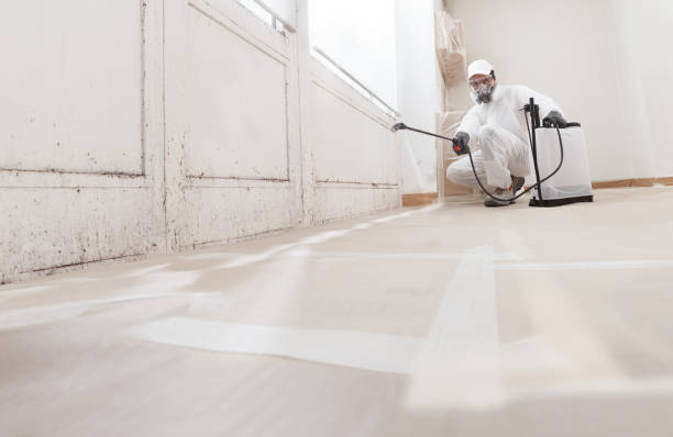 24/7 Emergency Black Mold Removal experts in New Church, VA