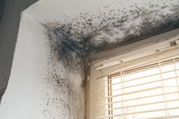 Affordable Black Mold Removal solutions in New Church, VA