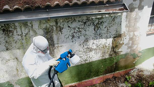 Top rated local Black Mold Removal specialists in New Church, VA